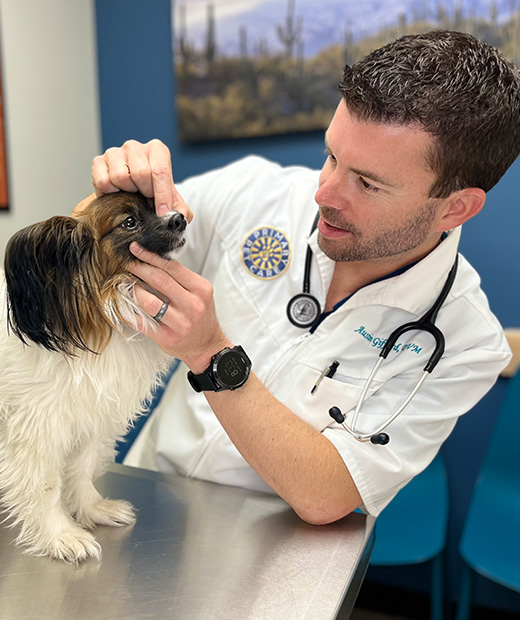 Dr. Austin Gifford checking a dogs teeth on the exam table.