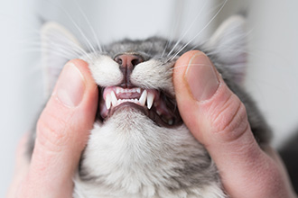 Veterinarian checking a cats teeth in a dental exam.