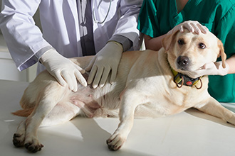 Veterinarian and assistant palpating a dog on the exam table.