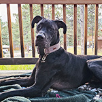 Primary Pet Care "Chaos" a Great Dane