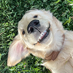 Primary Pet Care client "Henry" a Golden Retriever.