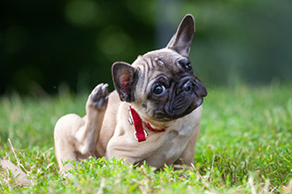 French Bulldog scratching its right ear.