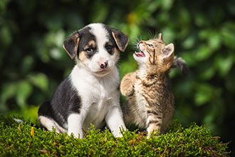 Kitten pawing at a black and white puppy in play.