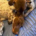 Henry & Roxie patients at Primary Pet Care